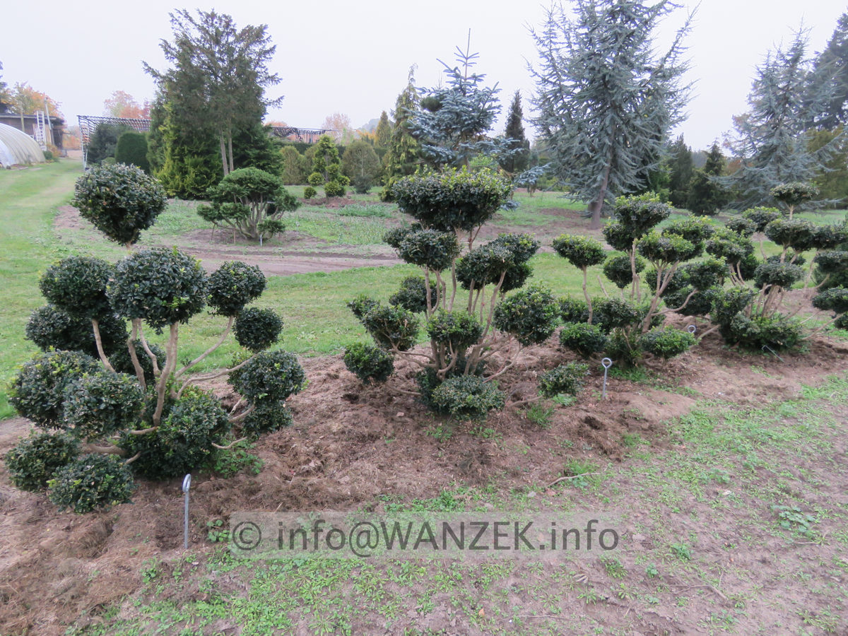 Buchsbaum Bonsai 03.JPG